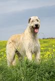 IRISH WOLFHOUND 065